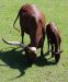 20100821_132920_dsc_0892_marbuelb.jpg