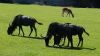 20100821_133123_dsc_0902_marbuelb.jpg