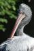20100821_161238_dsc_1001_marbuel.jpg