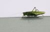 099_20100729_153912_dsc_0575_marbuelb.jpg
